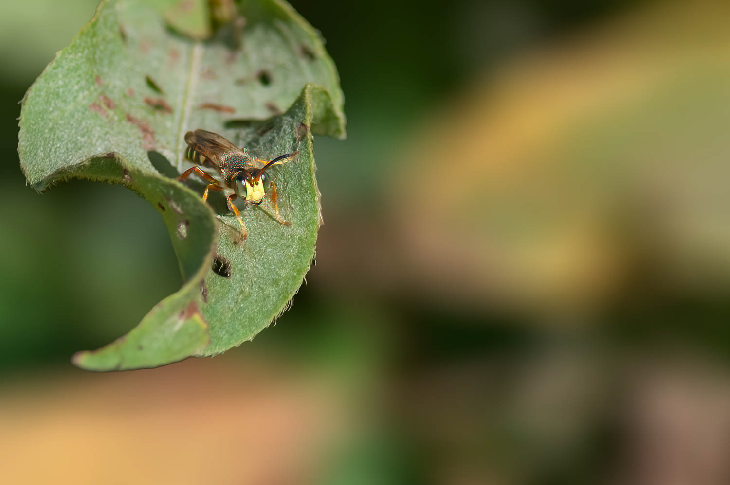 Bald-faced Hornet