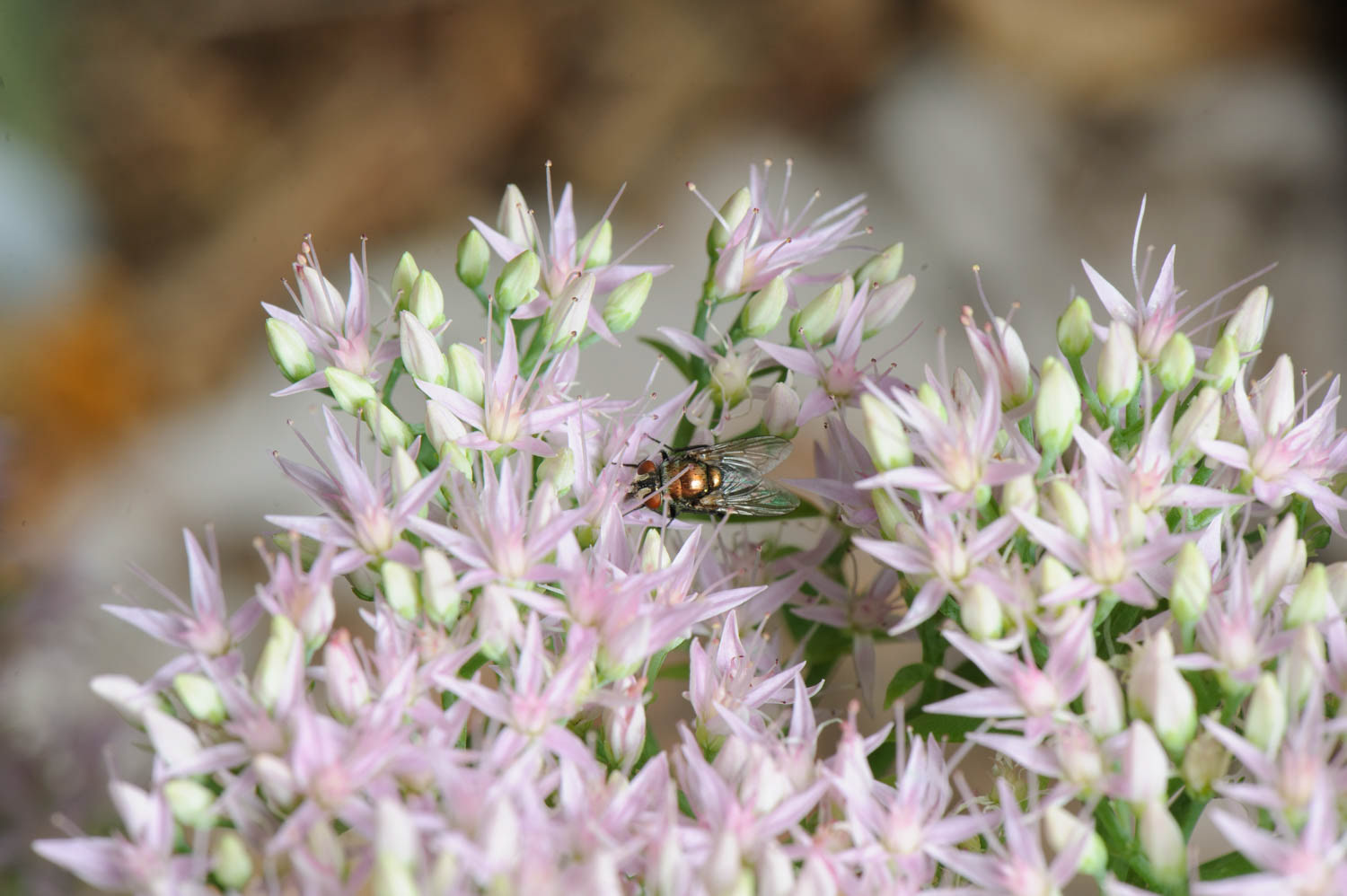 Green Bottle Flies