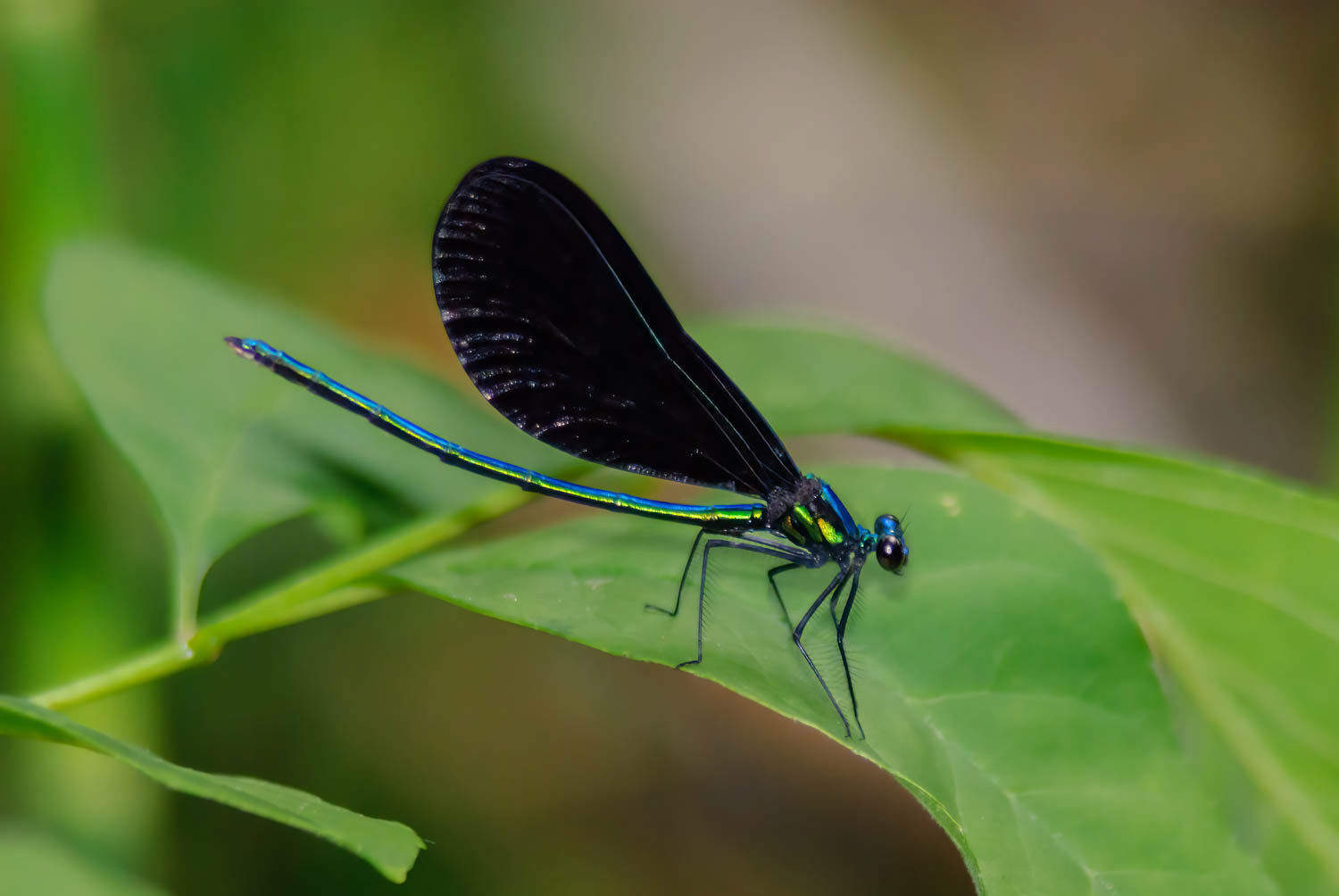 Ebony Jewelwing (Calopteryx maculata) Male