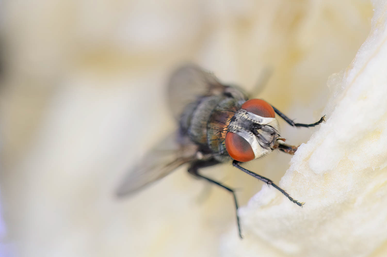Green Bottle Flies