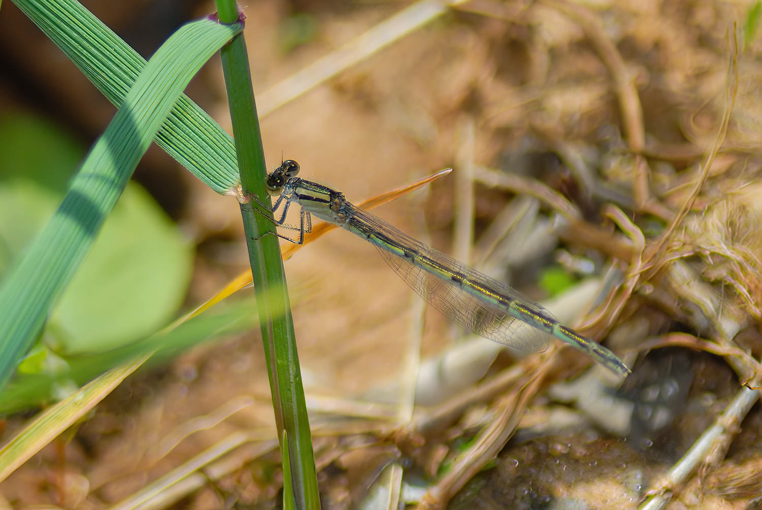 Stream Bluet (Enallagma exsulans)