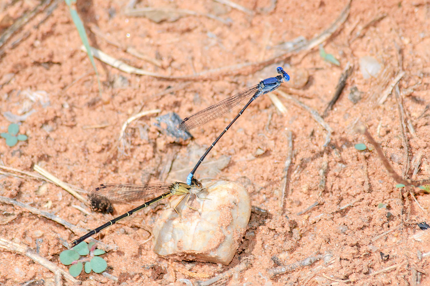 Blue-ringed Dancer (Argia sedula) Male
