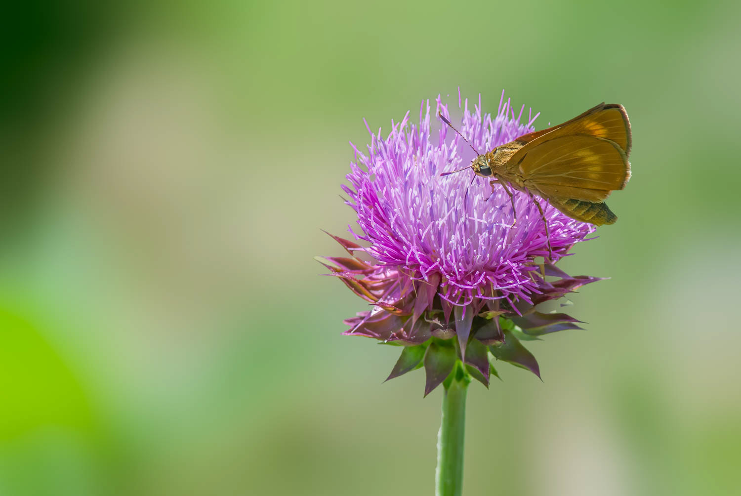 Byssus Skipper (Problema byssus)