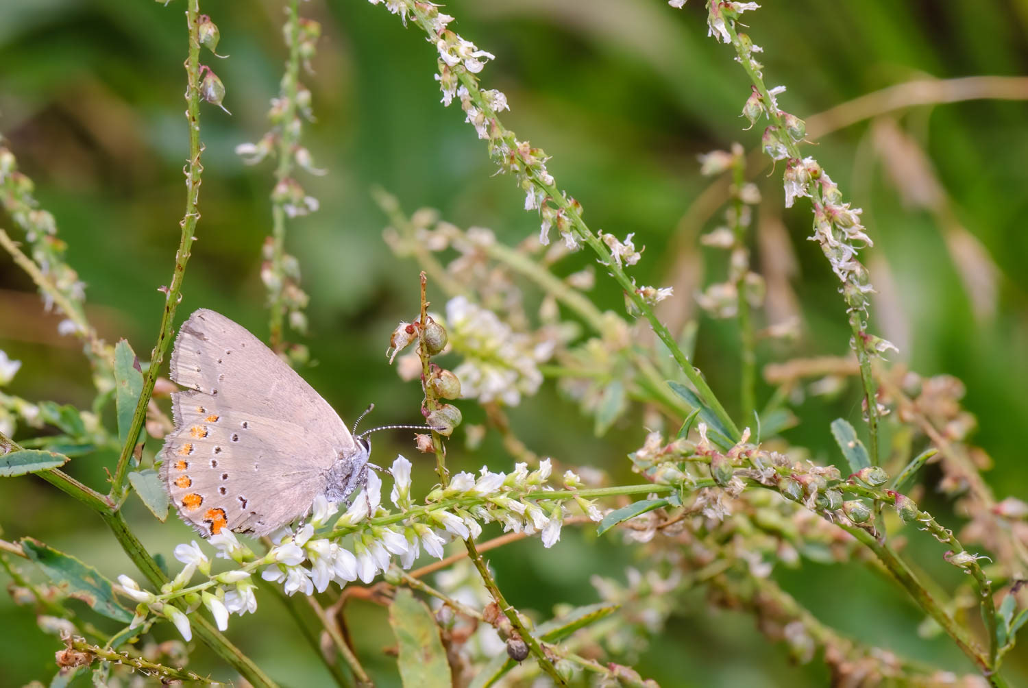 Coral Hairstreak (Satyrium titus)