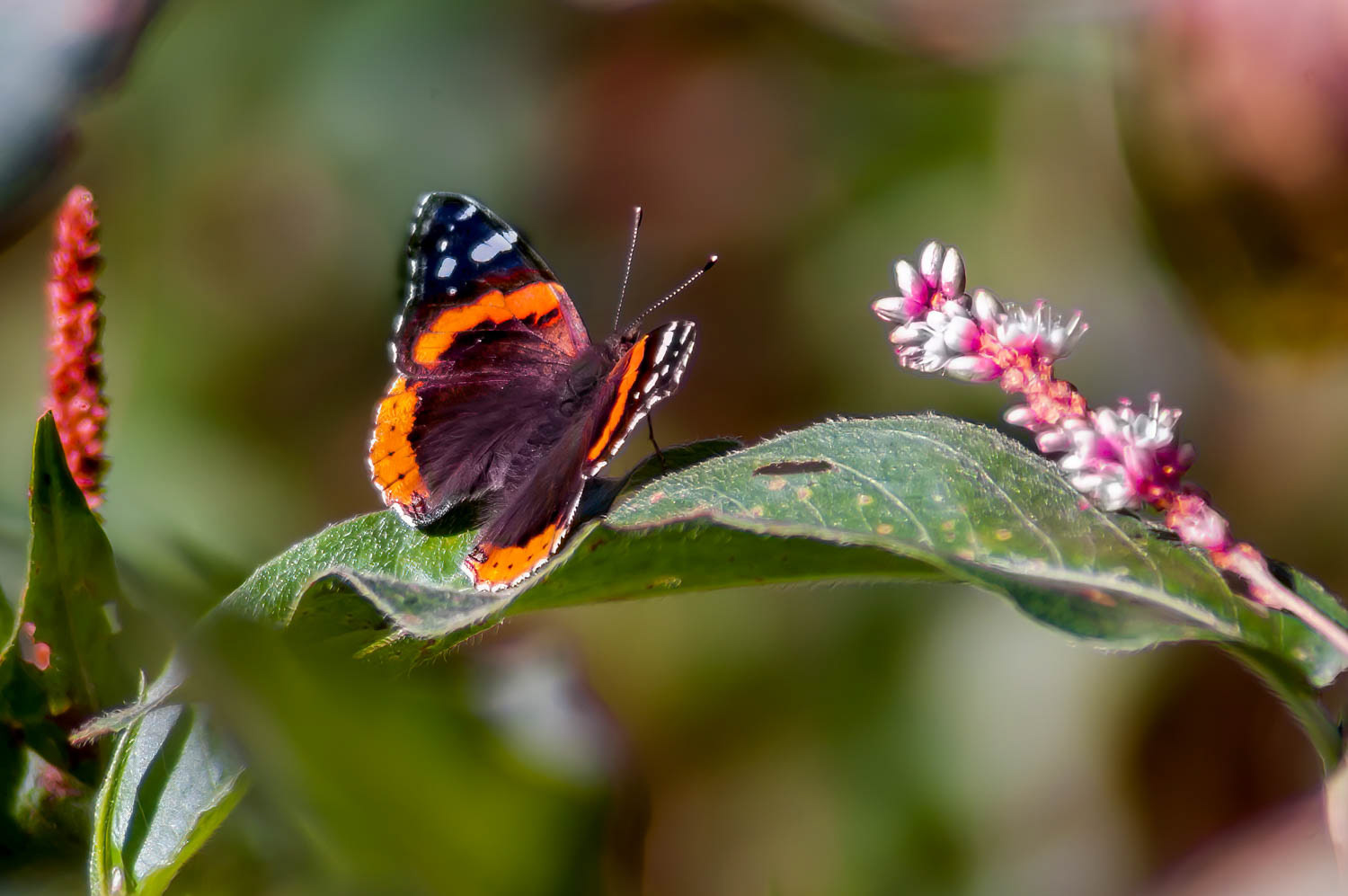 Red Adniral (Vanessa atalanta)