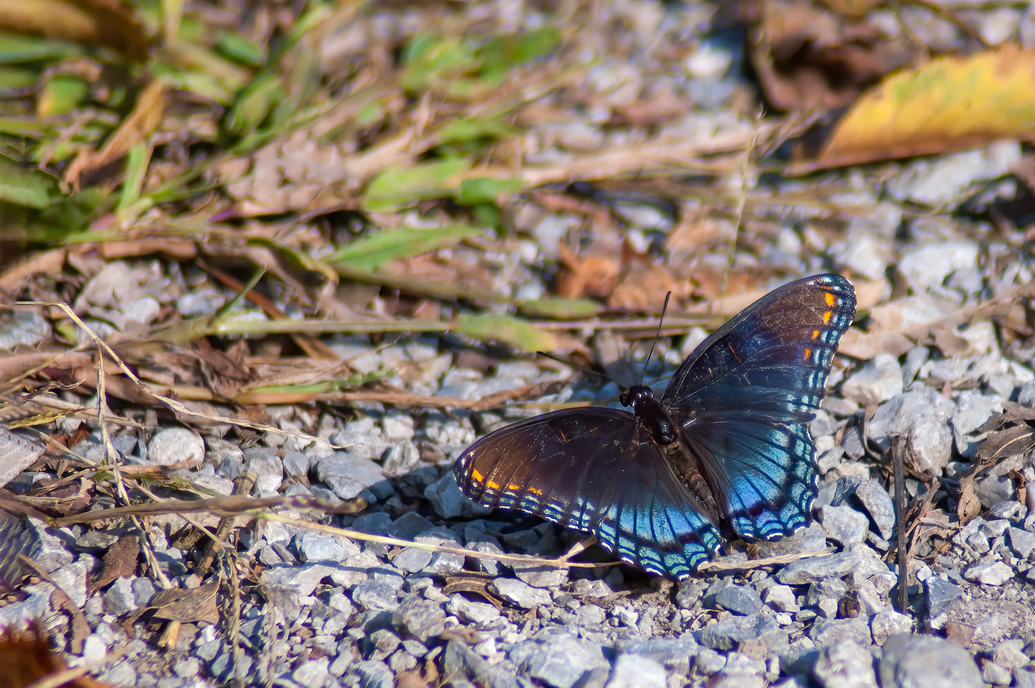 Red-spotted Purple (Limenitis arthemis astyanax)