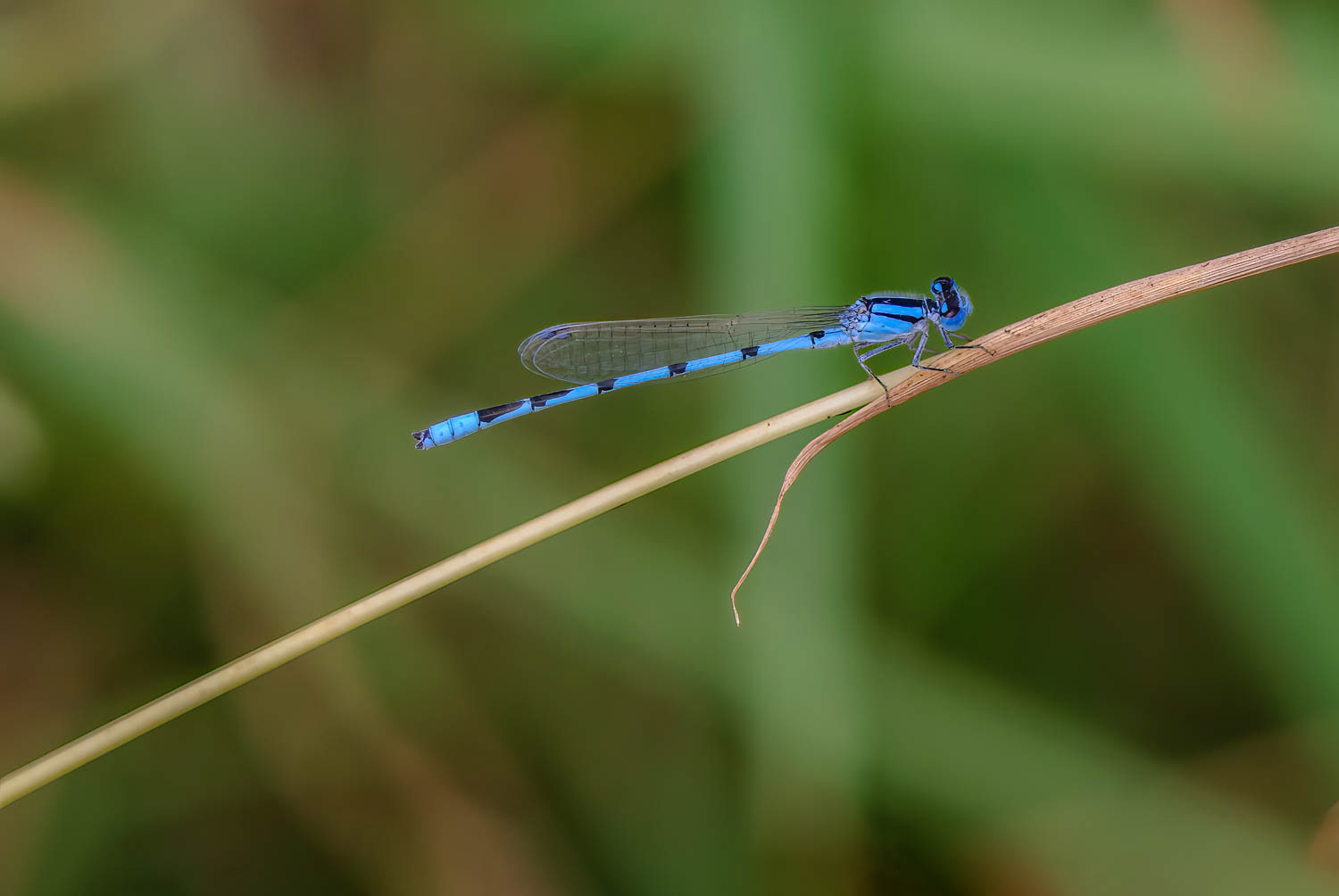 Familiar Bluet (Enallagma civile) Male
