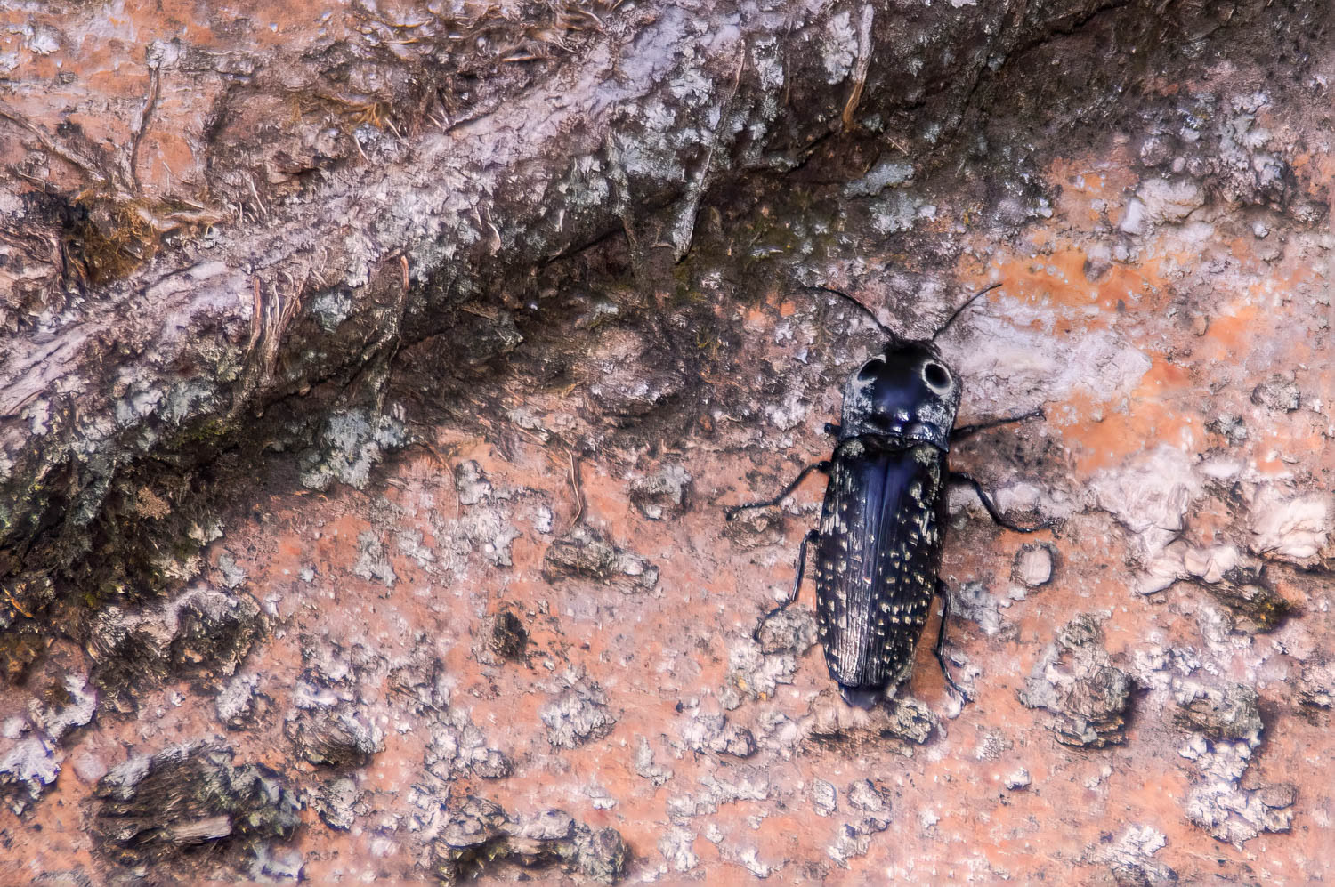 Eyed Click Beetle (Alaus oculatus)