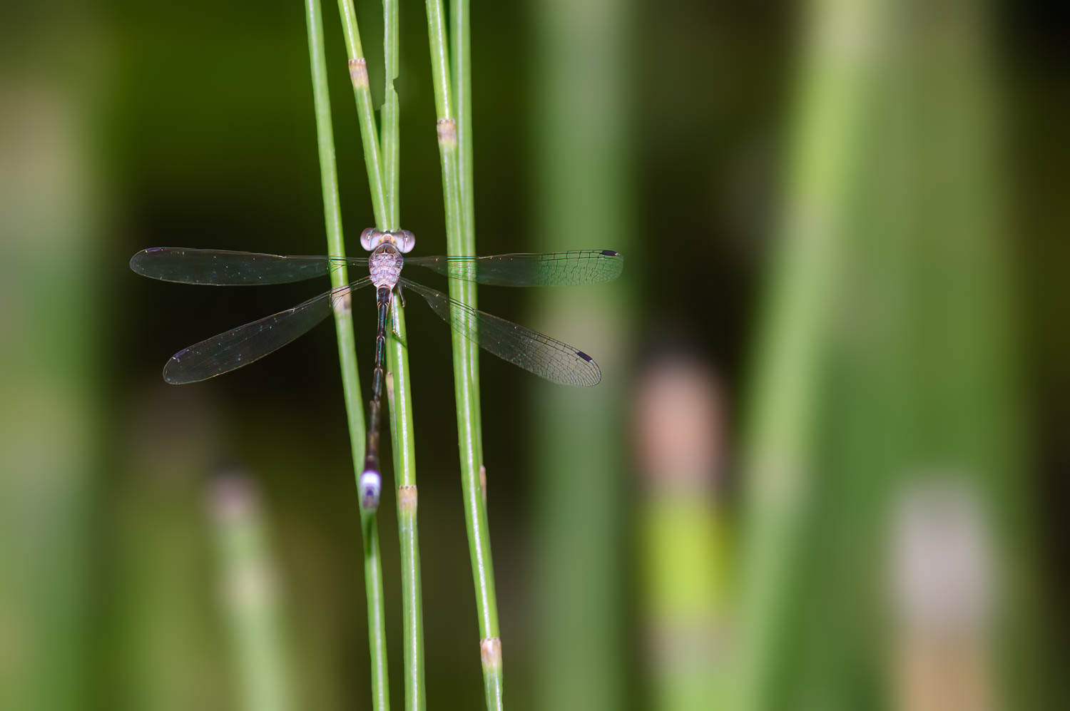 Southern Spreadwing (Lestes australis)