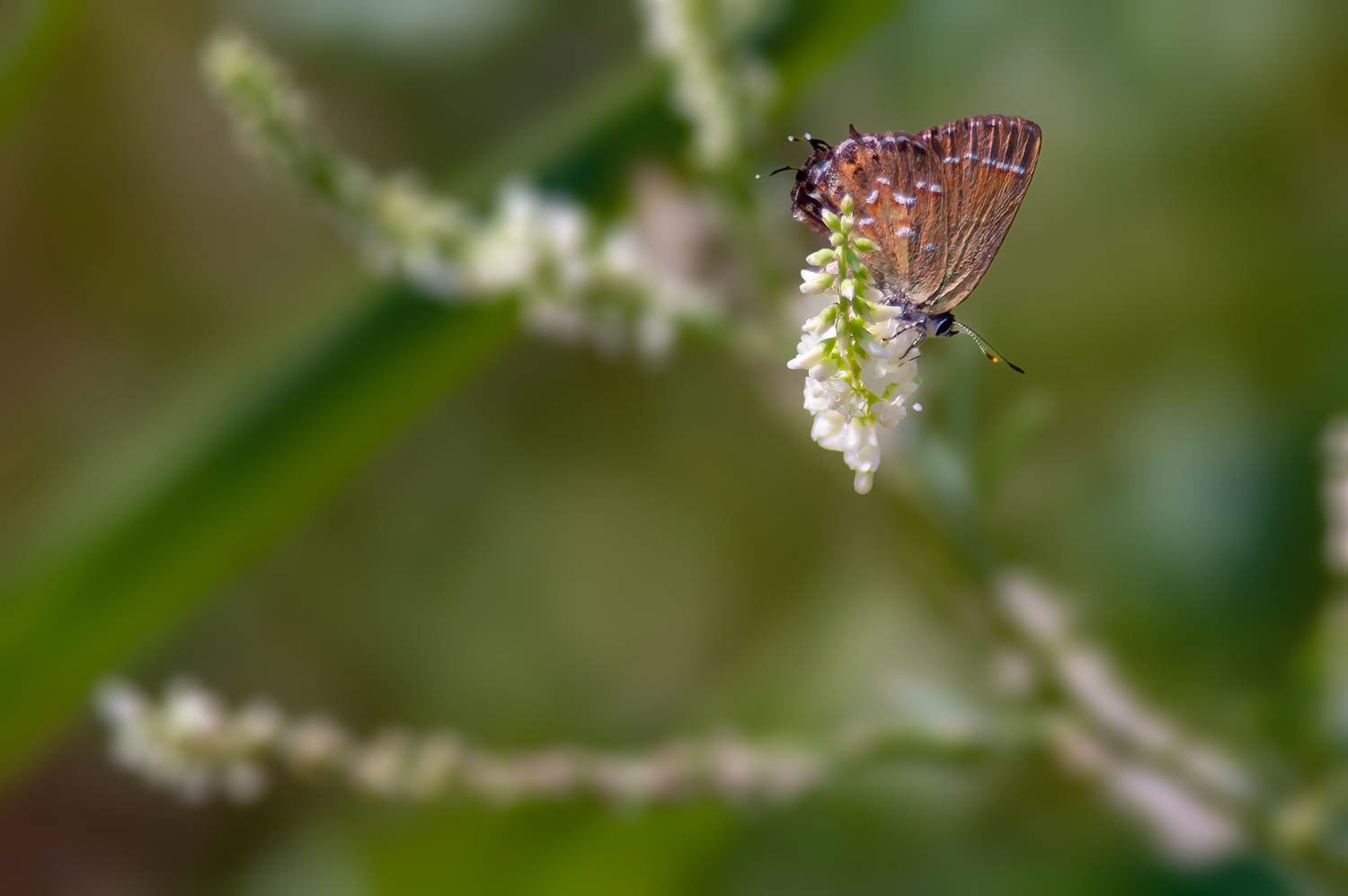 Juniper Hairstreak (Callophrys gryneus)