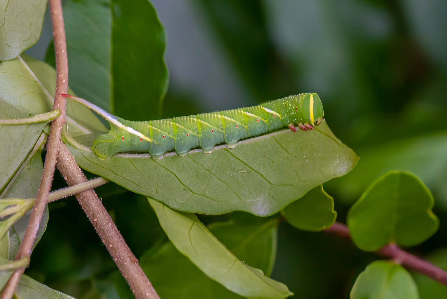 Waved sphinx Moth (Ceratomia undulosa)