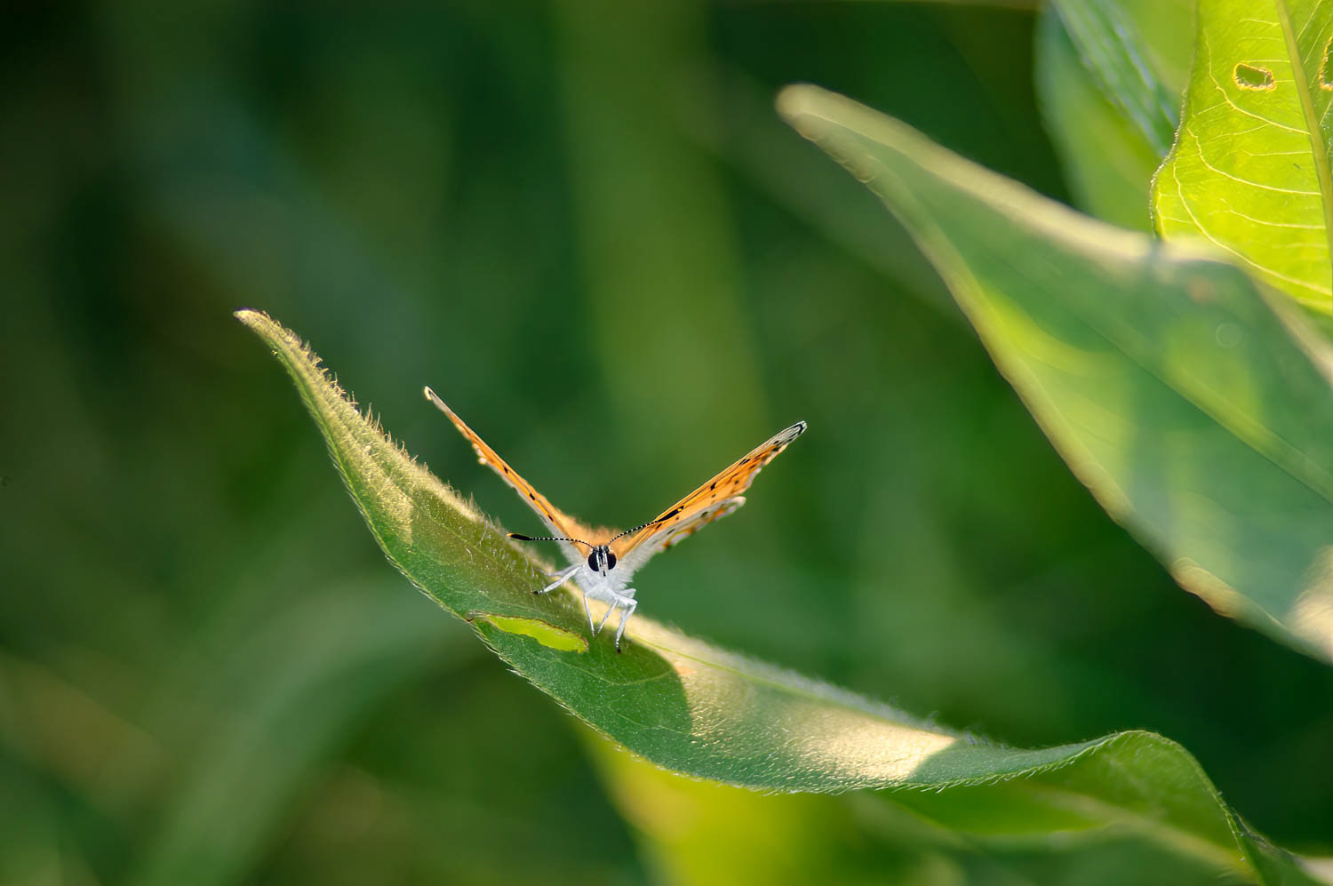 Bronze Copper (Lycaena hyllus)