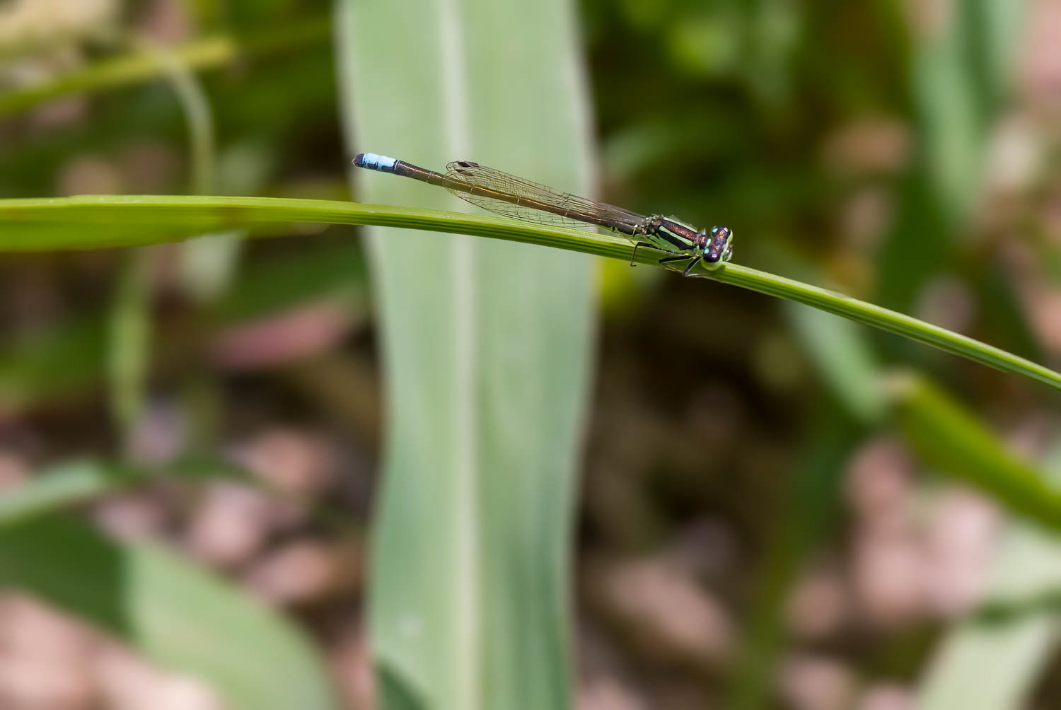 Ramburs Forktail Male (Ischnura Ramburii)