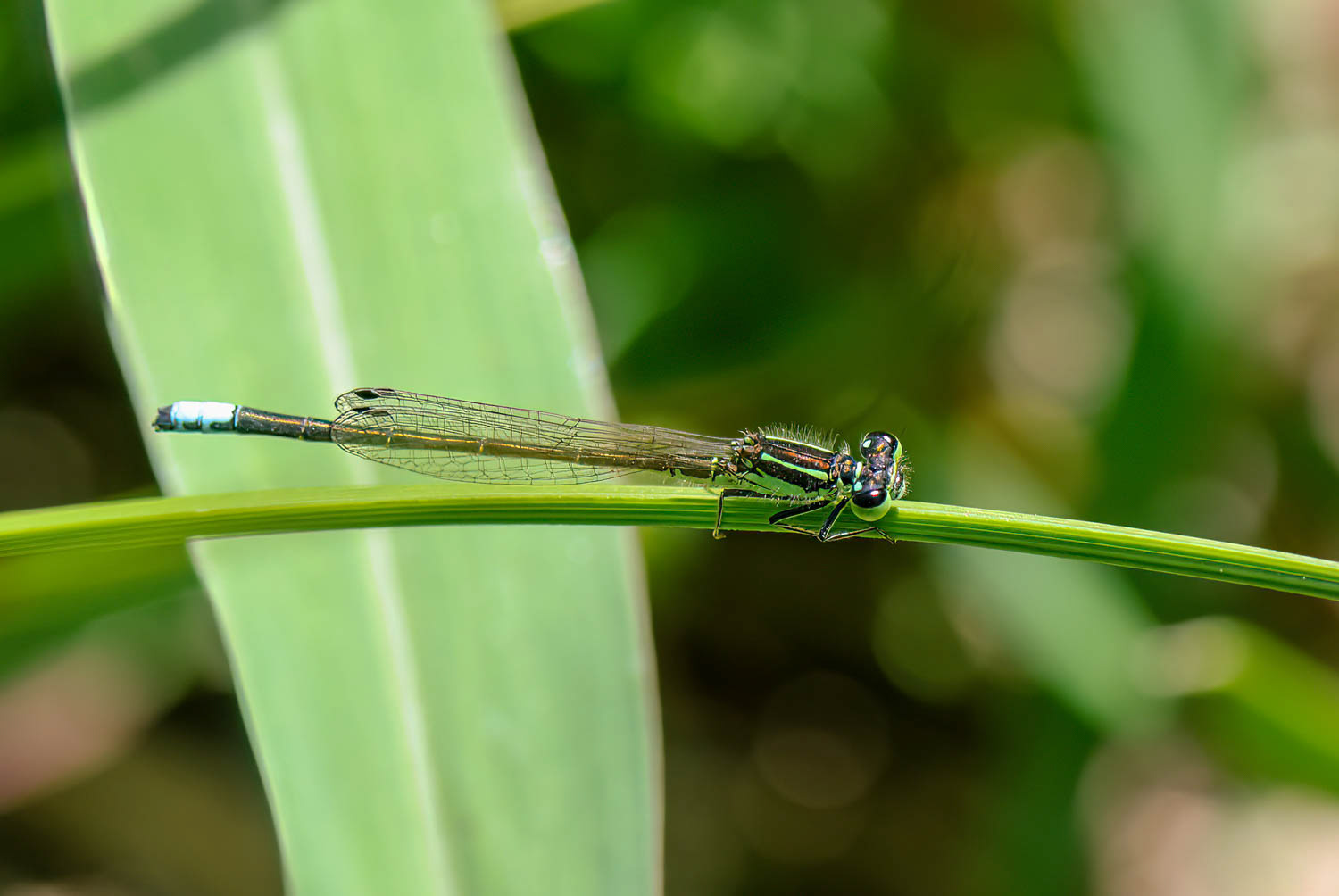Ramburs Forktail Male (Ischnura Ramburii)