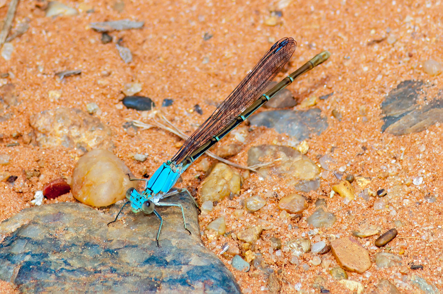 Blue-ringed Dancer (Argia sedula) Male