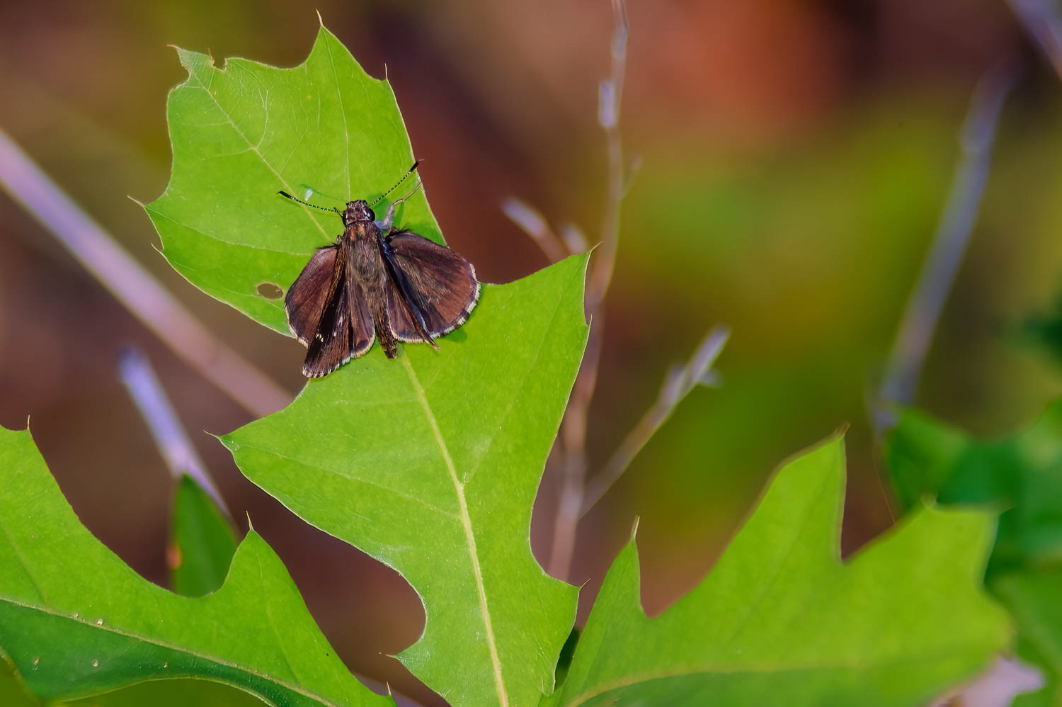 Dusted Skipper (Atrytonopsis hianna)