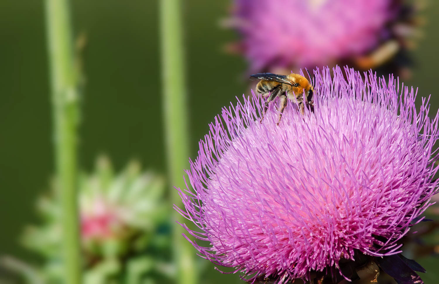 Green Metallic Sweat Bee (Augochoropsis metallica)