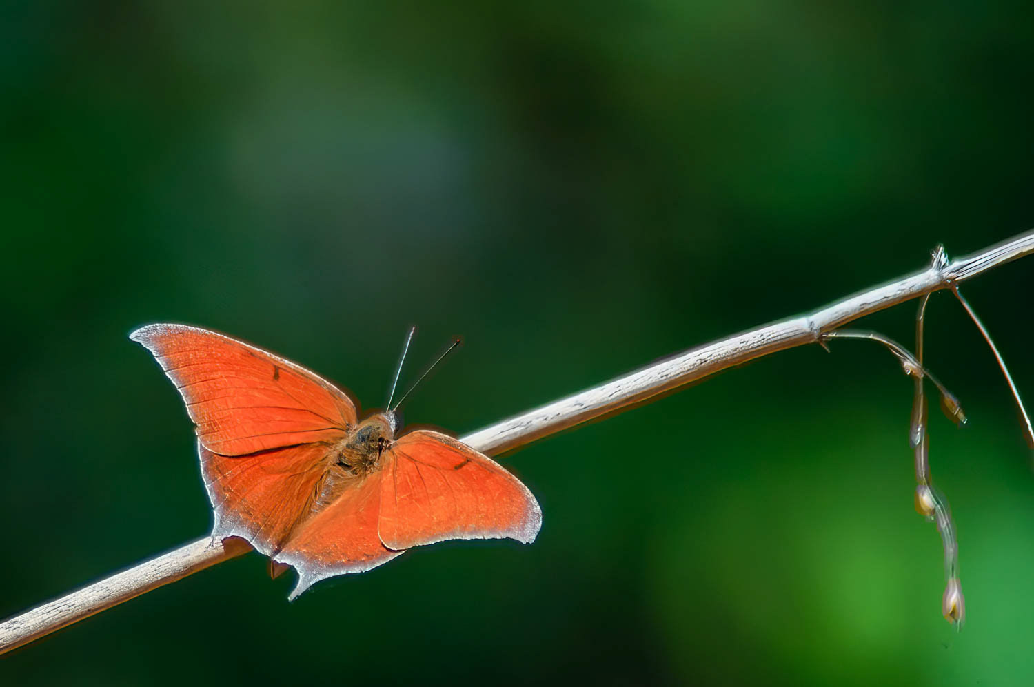 Goatweed Leafwing (Anaea andria)