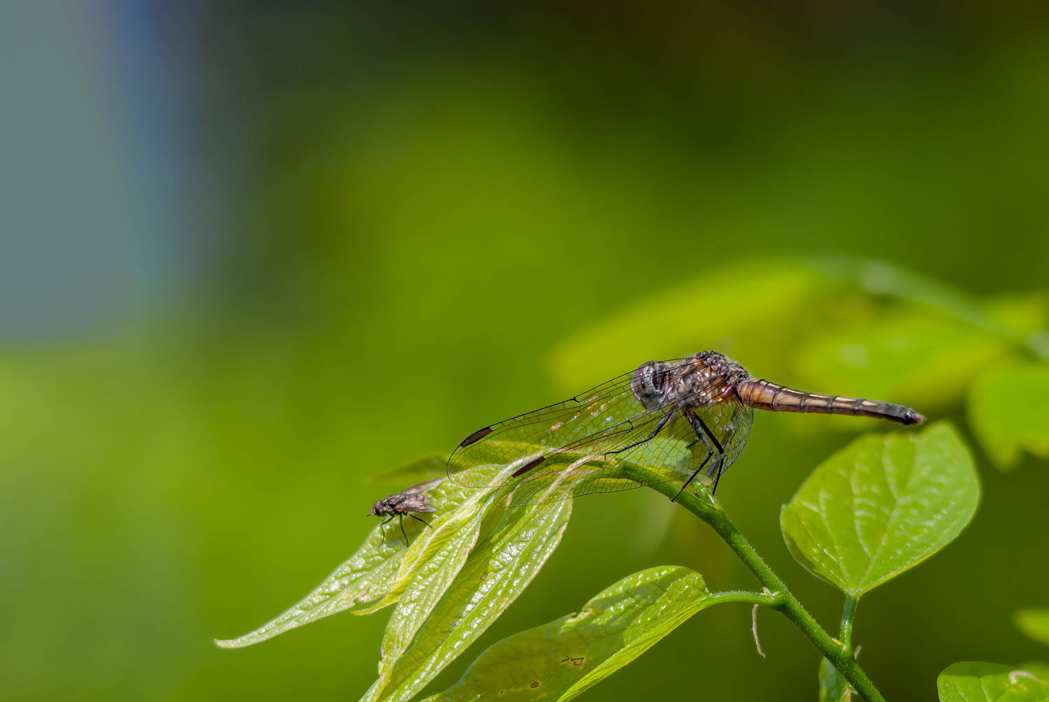 Blue Dasher (Pachydiplax longipennis) Female