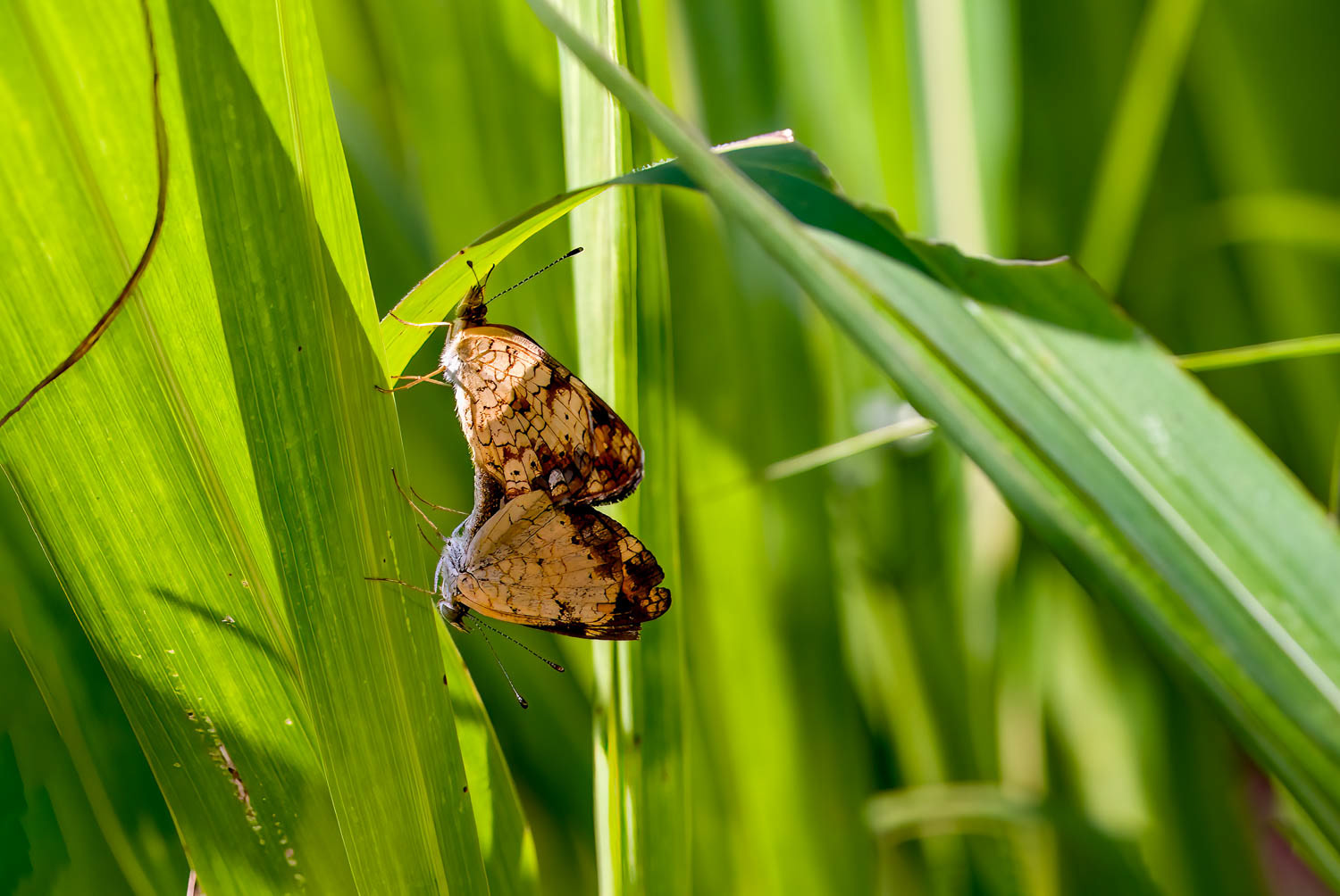 Silvery Checkerspot (Chlosyne nycteis) Breeding Pair