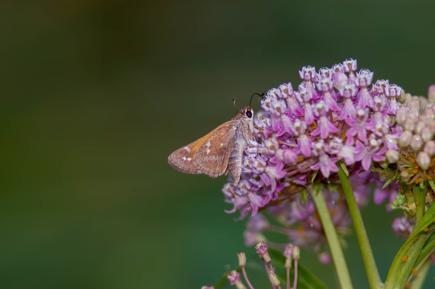 Sachem Skipper (Atalopedes campestris)