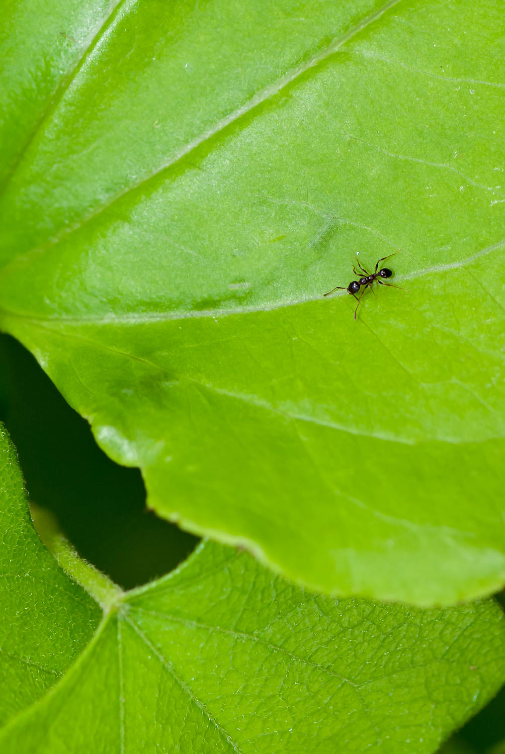 Black Harvester Ant (Veromessor sp.)
