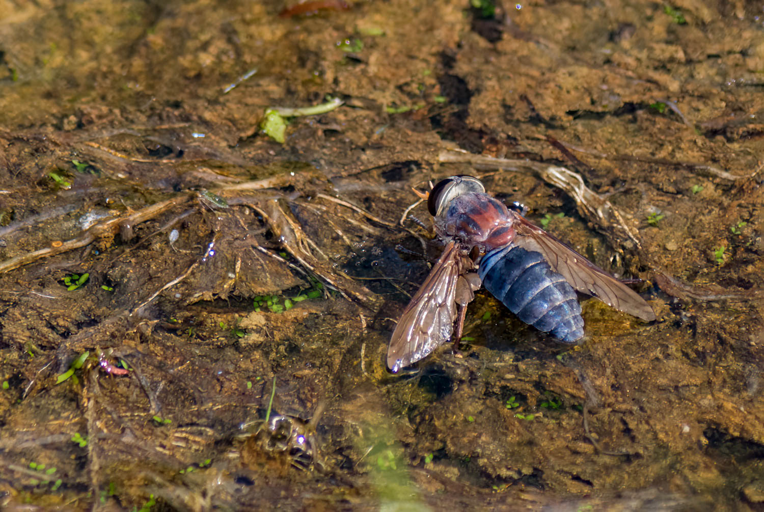 Horse Fly
