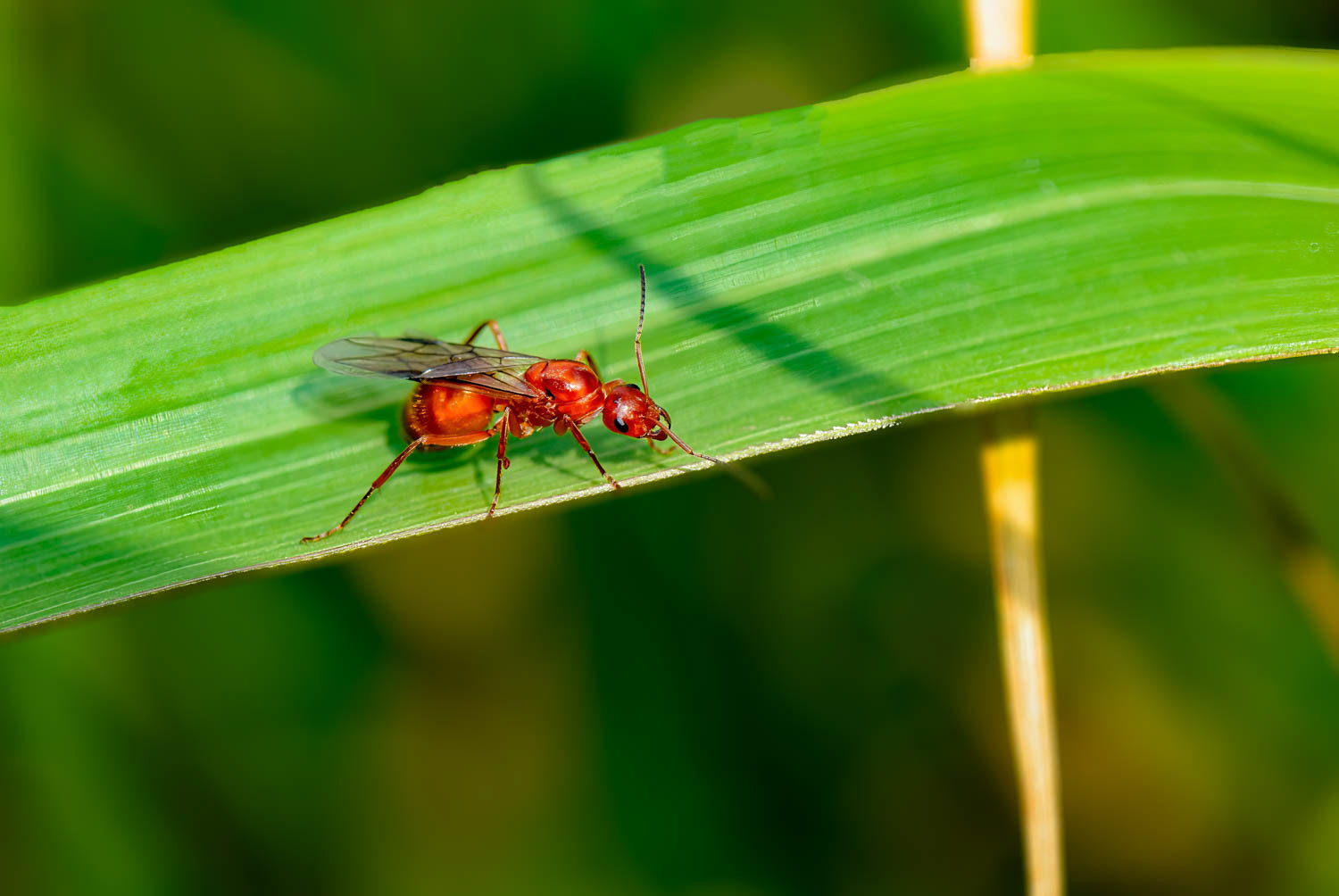 Red Harvester Ant (Pogonomyrmex barbatus)
