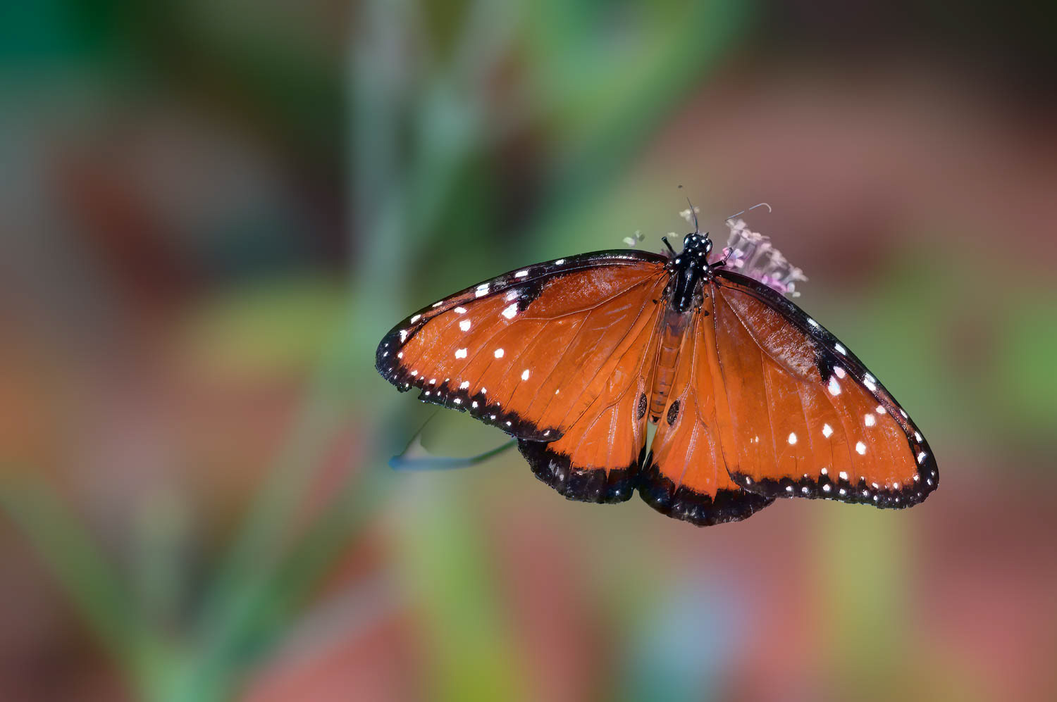 Queen (Danaus gilippus)