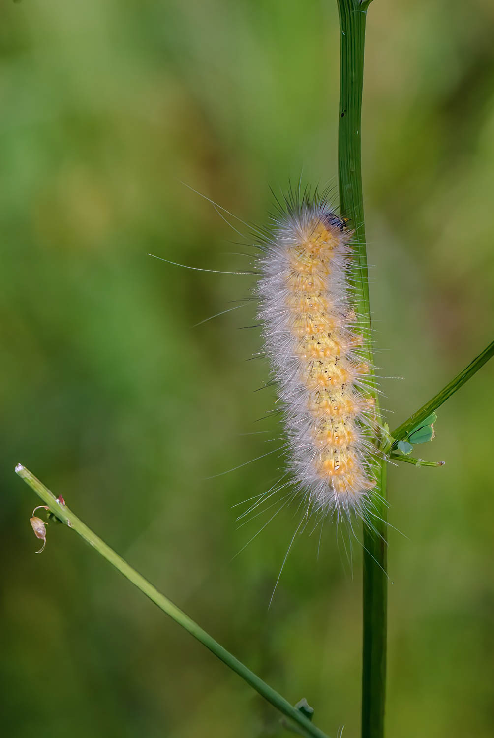 Salt Marsh Moth Caterpillar (Estigmene acrea)