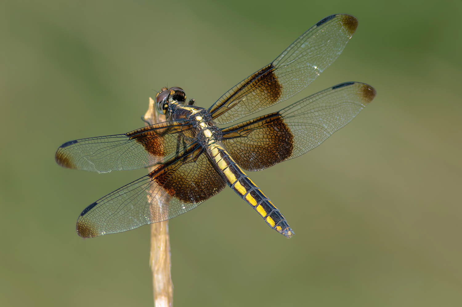 Widow Skimmer (Libellula luctuosa) Female