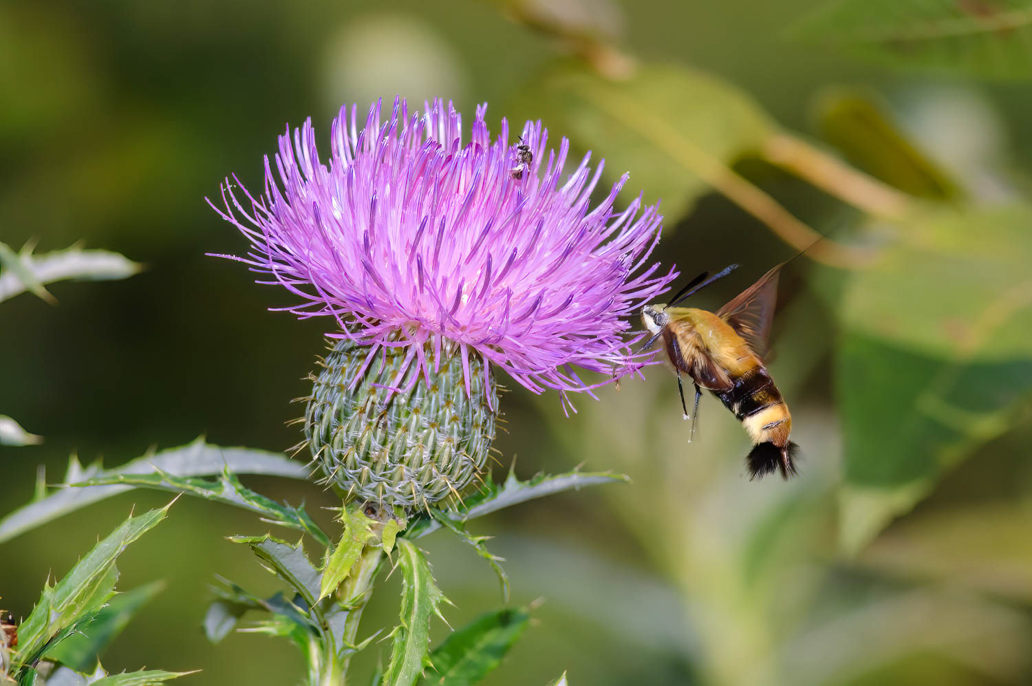 Snowberry Clearwing Moth (Hemaris diffinis)