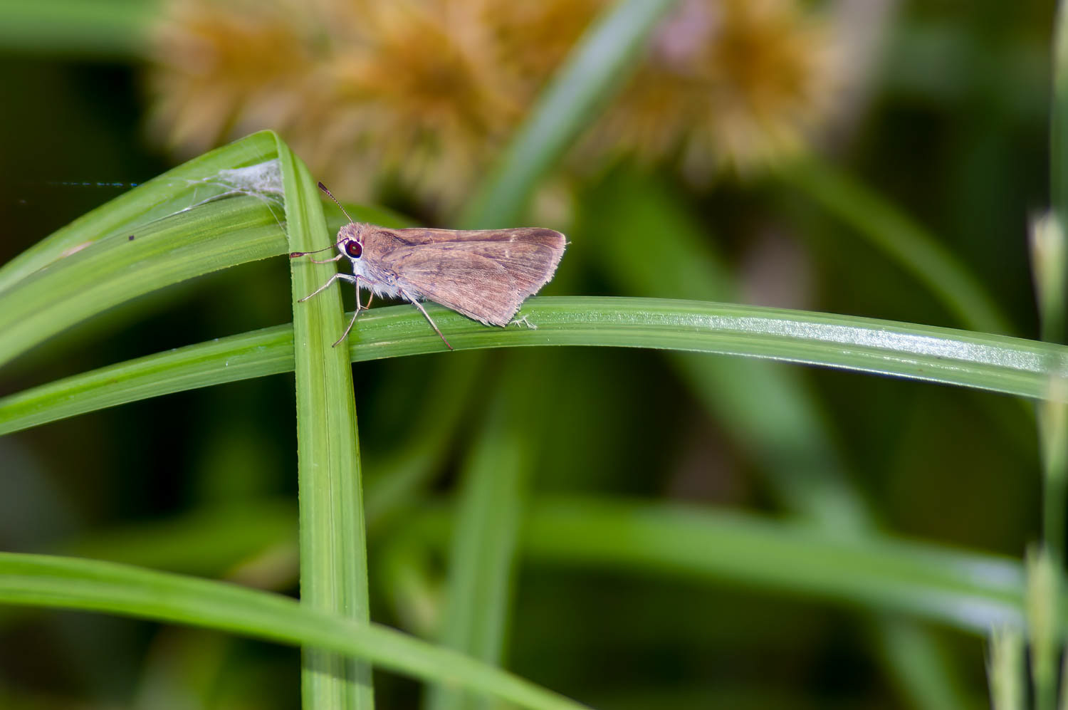 Tawny-edged Skipper (Polites themistocles)