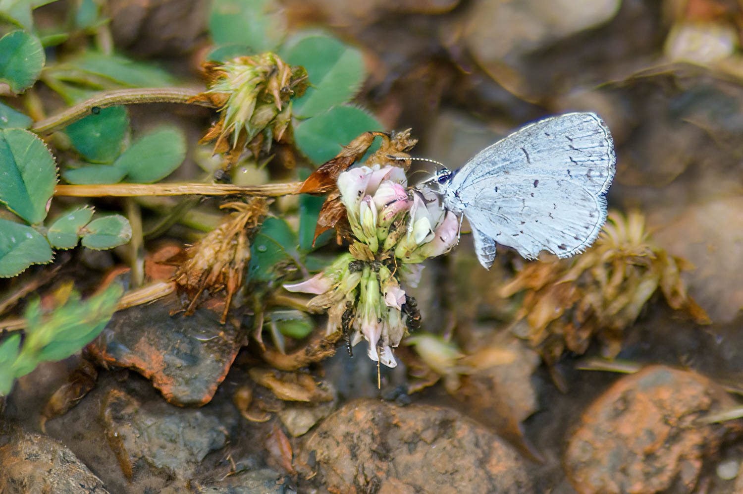 Spring Azure (Celastrina ladon)