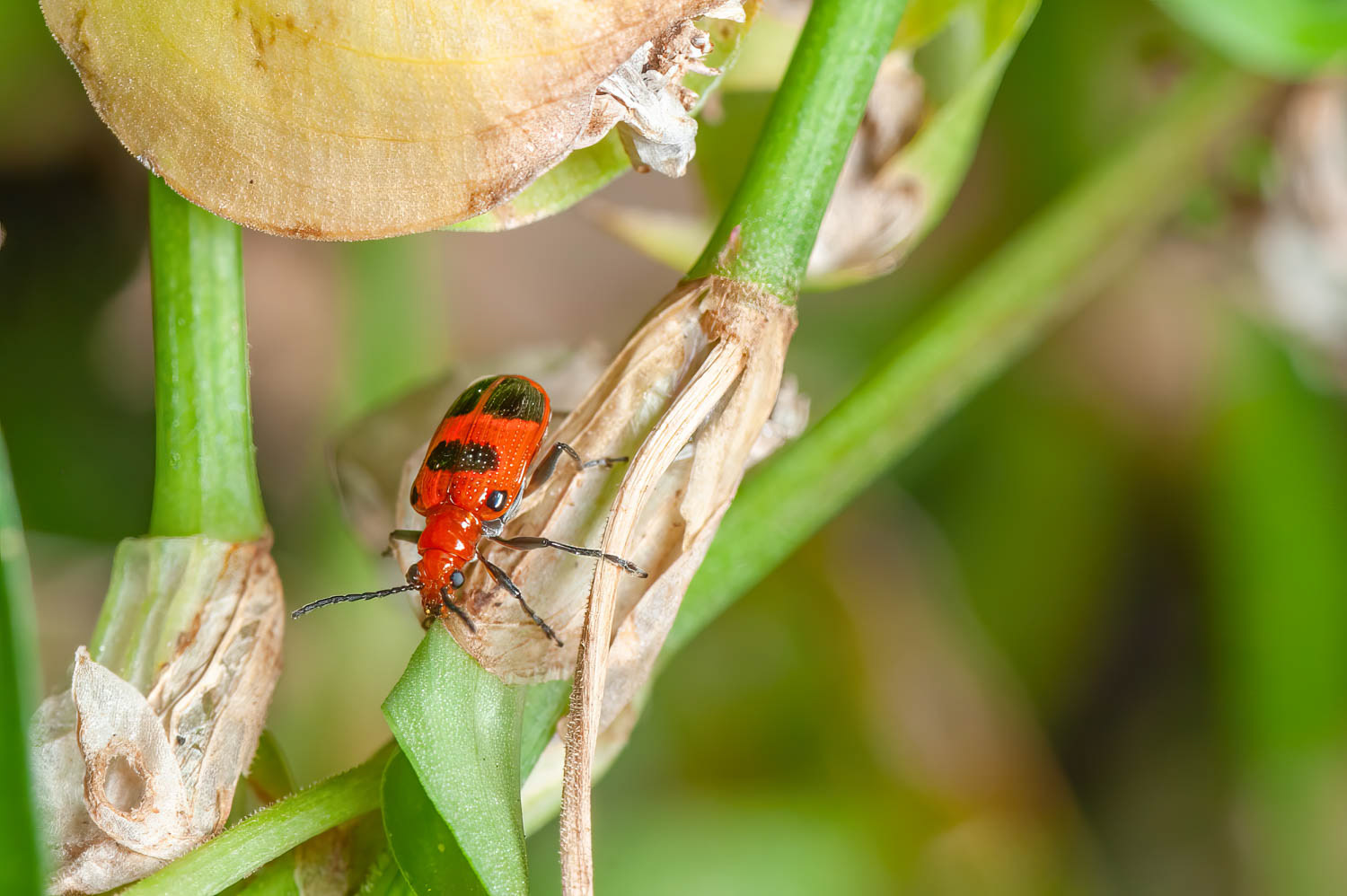 Six-spotted Neolema (Neolema sexpunctata)