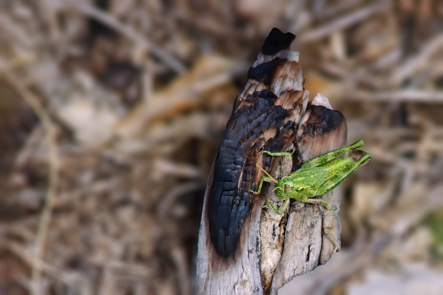 Fuzzy Olive-green Grasshopper (Campylacantha oliva