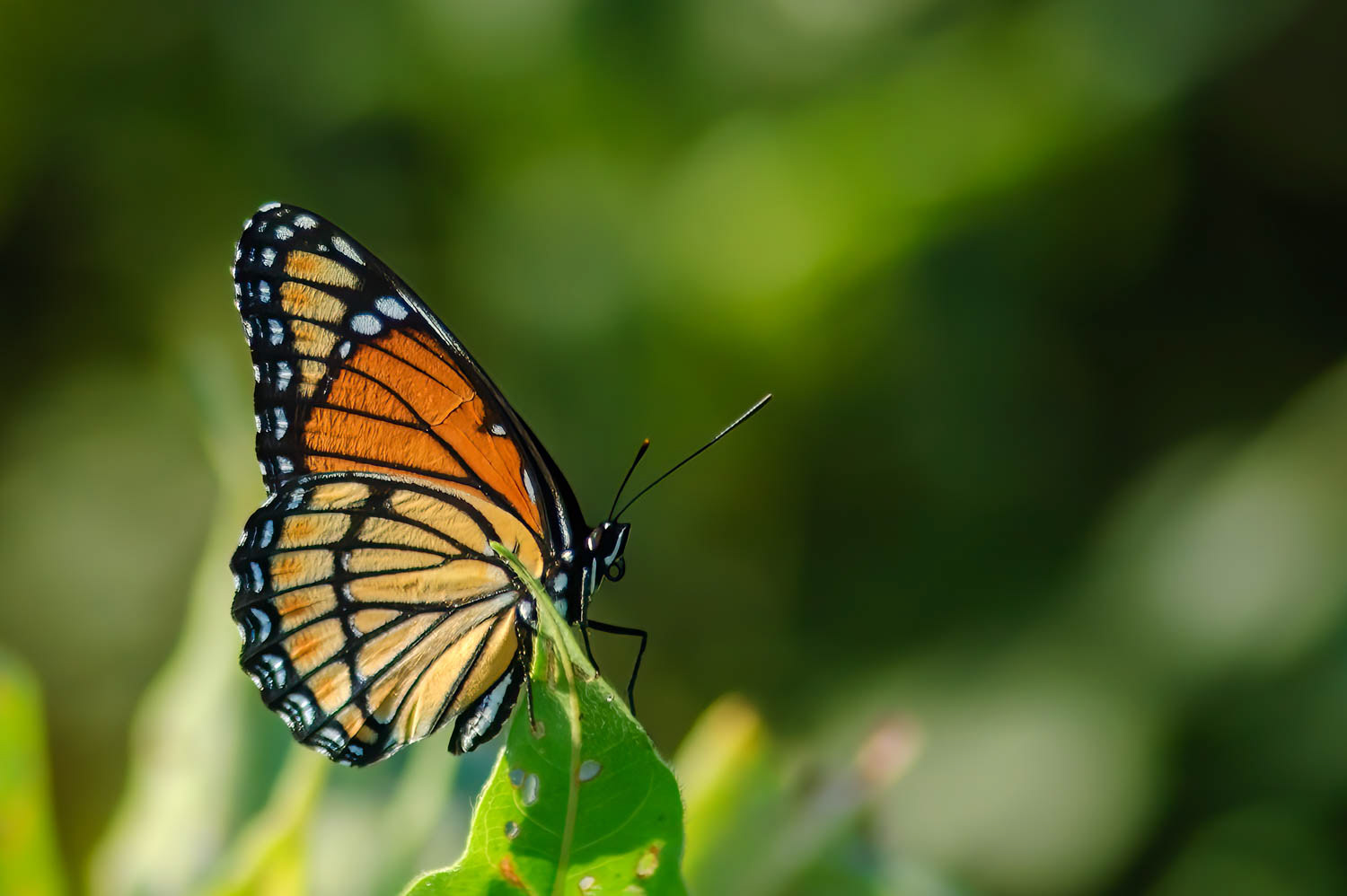 Viceroy (Limenotis archippus)