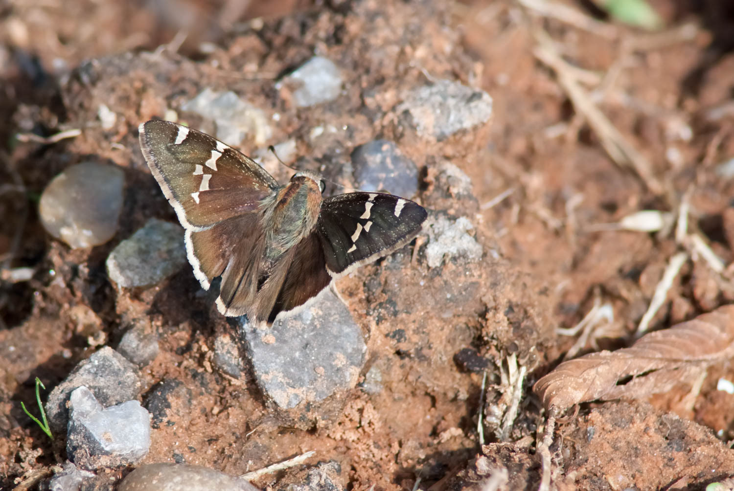 Southern Cloudywing (Thorybes bathyllus)