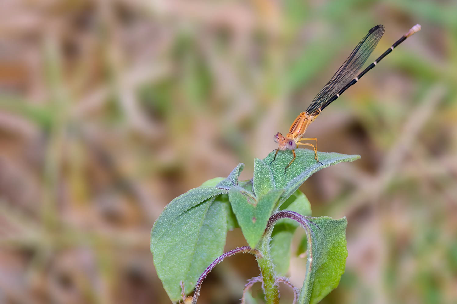 Powdered Dancer (Argia moesta)