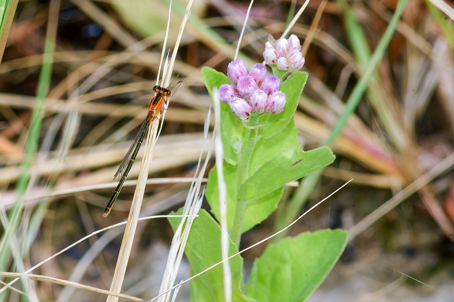 Ramburs Forktail Male (Ischnura Ramburii)