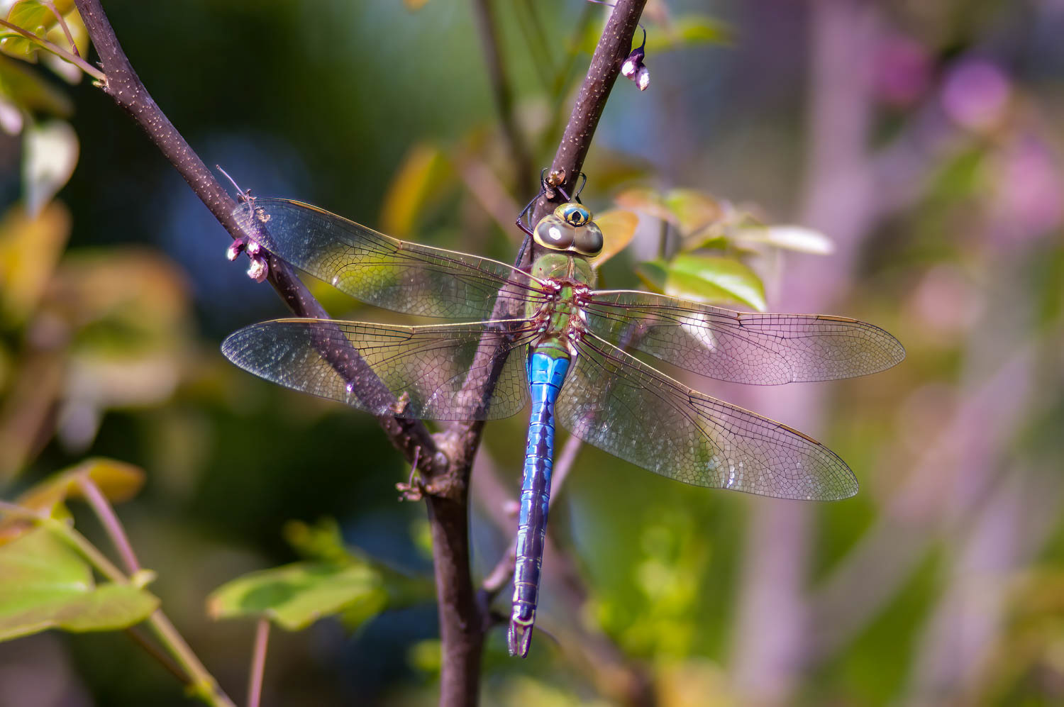 Common Green Darner (Anax junius) Male