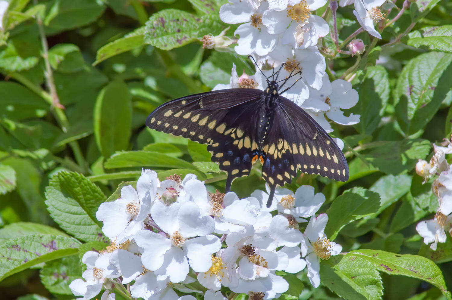 Giant Swallowtail (Heraclides cresphontes)