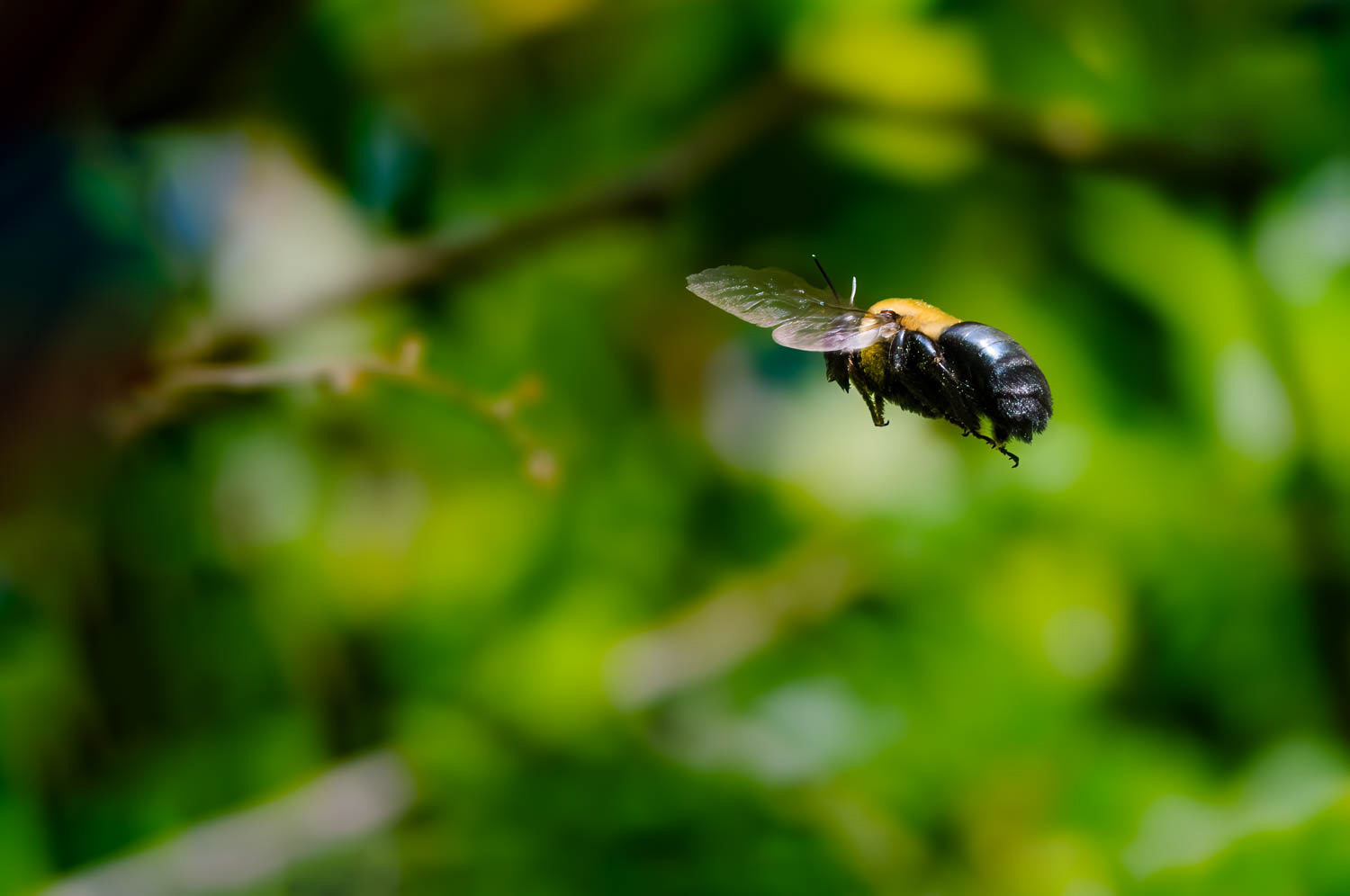 Eastern Carpenter Bee (Xylocopa virginica)