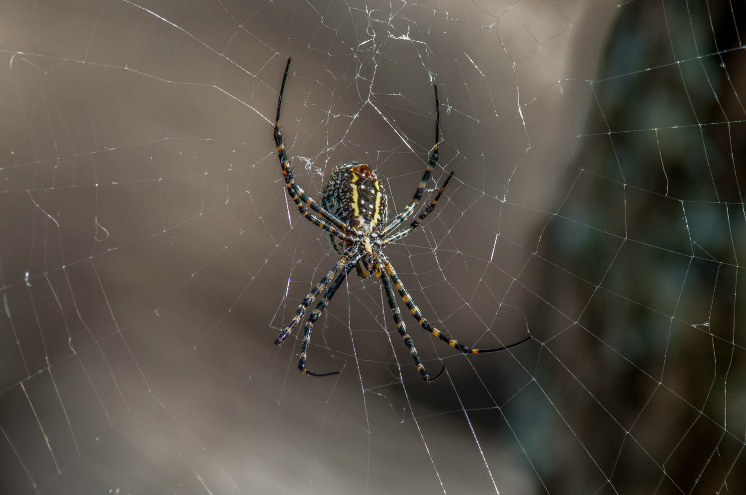 Banded Garden Spider (Argiope trifasciata)
