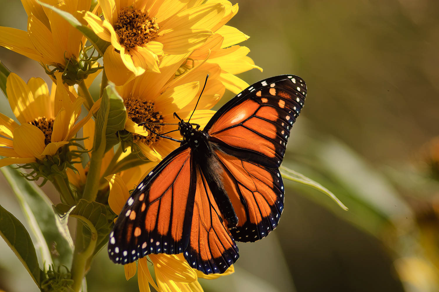Monarch (Danaus plexippus)
