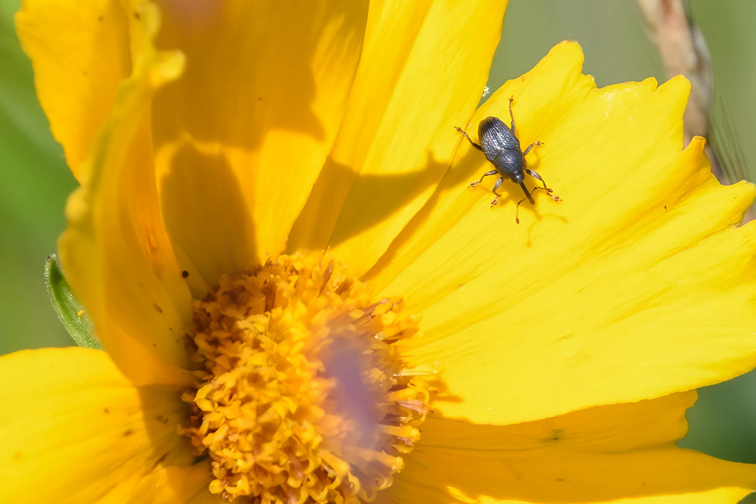 whitefringed weevil (Naupactus leucoloma)