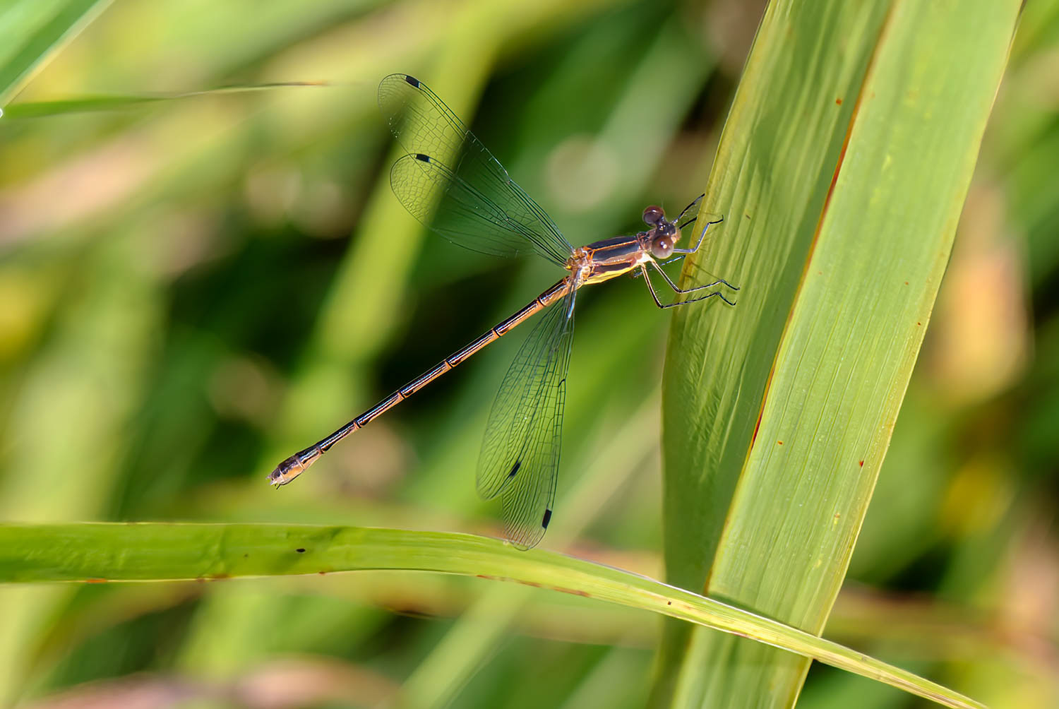 Southern Spreadwing (Lestes australis)