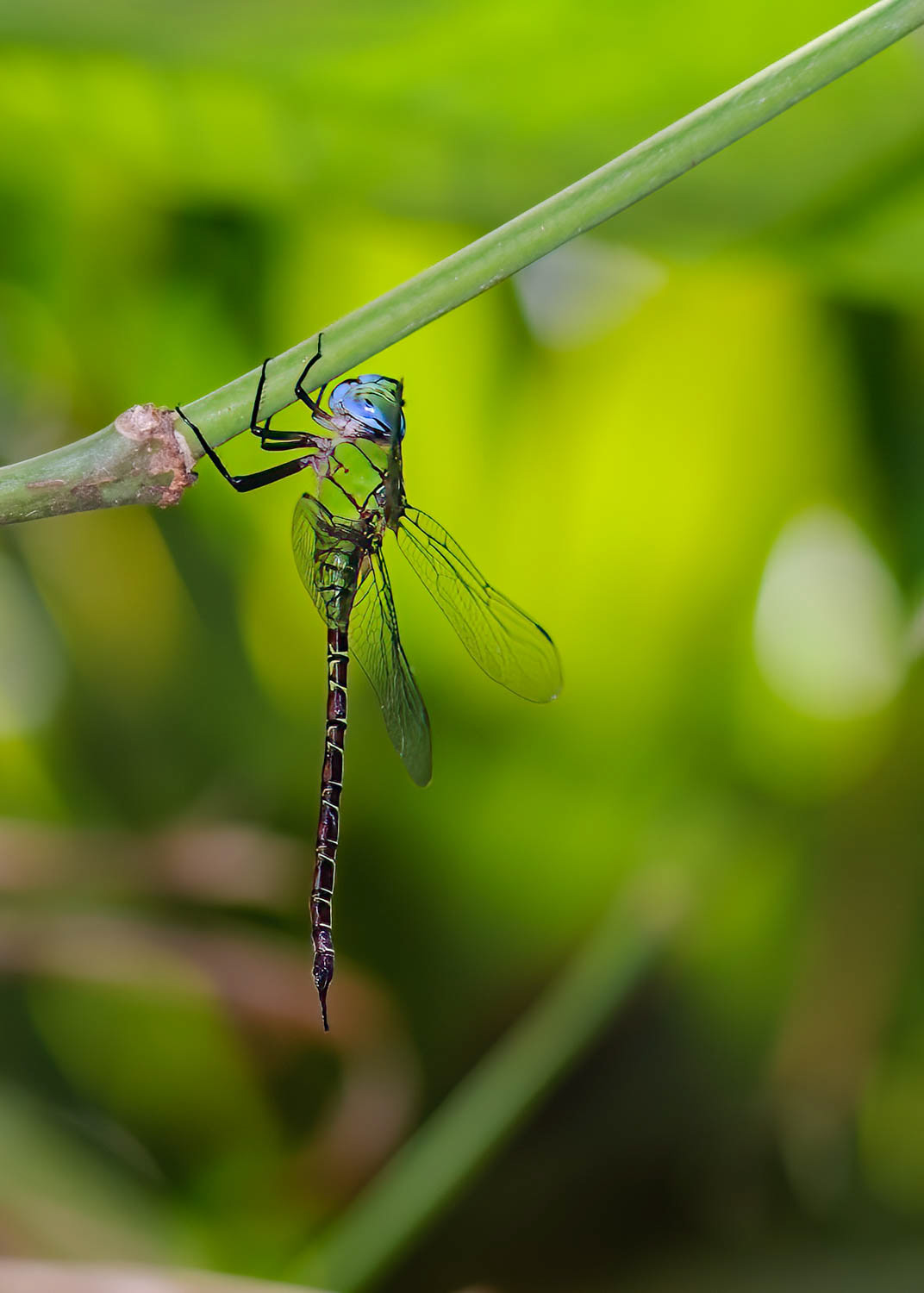 Blue-faced Darner (Coryphaeschna adnexa)