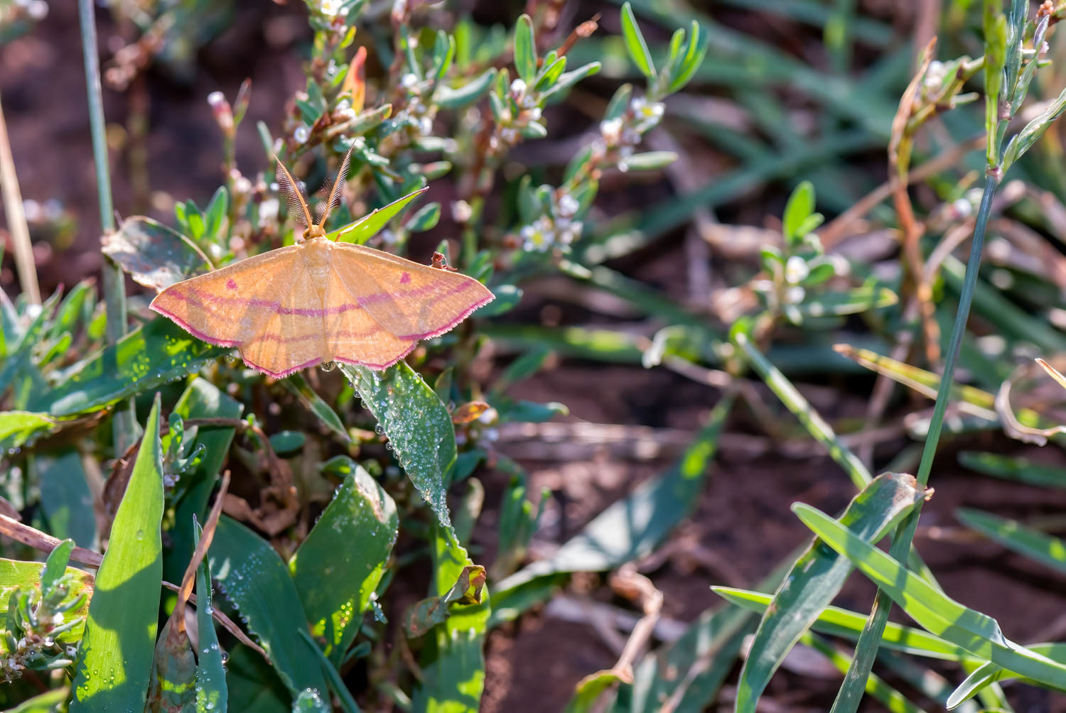 Chickweed Geometer (Haematopis grataria)