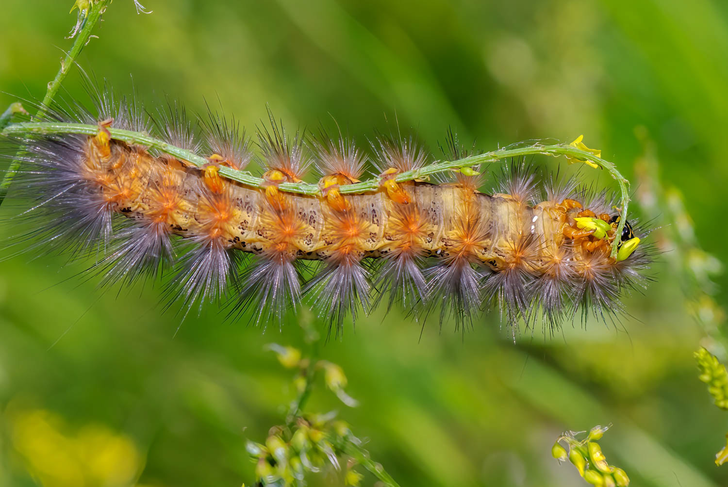 Salt Marsh Moth Caterpillar (Estigmene acrea)